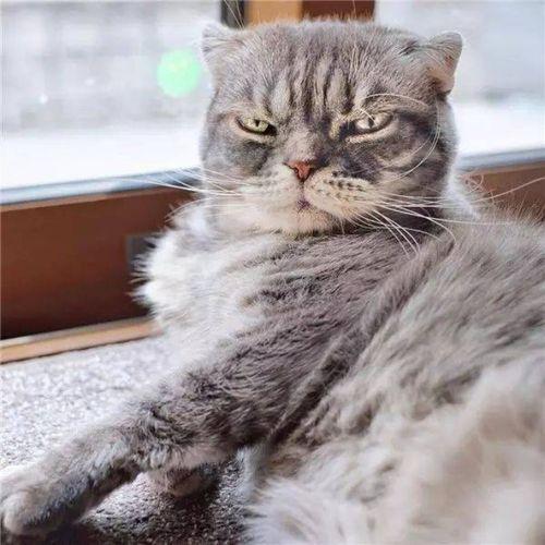 抖音网红啵啵猫,萌宠界的“网红担当”