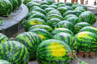 房院和电子校吃瓜,揭秘校园美食背后的故事