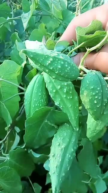 老品种树瓜怎么吃,传统与现代的完美融合