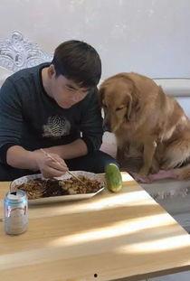 金毛喜欢吃瓜,金毛狗狗的夏日瓜果盛宴