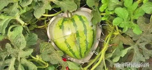 网上有哪些吃瓜论坛,盘点热门吃瓜论坛大盘点