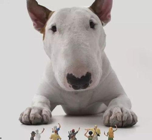 头像狗狗明星,萌宠界的璀璨明星