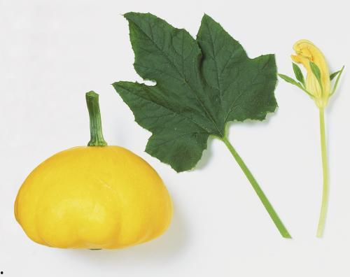 瓜叶子怎么吃最好呢,解锁清新口感新境界