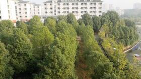 秃头少女在线吃瓜,揭秘娱乐圈幕后故事