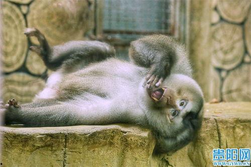 日本网红猴哥是谁,网络红人背后的传奇故事