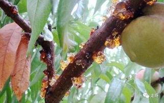 胶皮吃瓜,揭秘瓜果种植与保鲜的奥秘