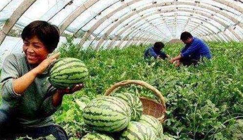 小兔老师买大棚的瓜,小兔老师的大棚瓜园梦想之旅