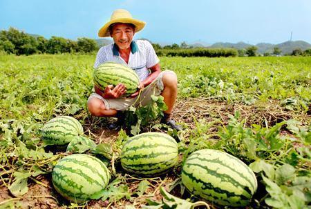 雄安路边吃瓜事件,一场引发热议的街头现象