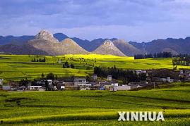 罗平县花海大道新闻头条