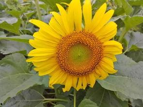 改编歌曲吃瓜赏花,探寻改编歌曲中的文化韵味