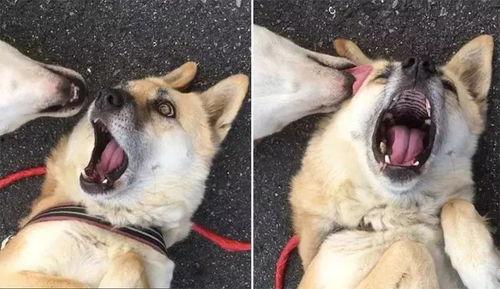 网红演员狗子叫什么,网红演员的崛起之路