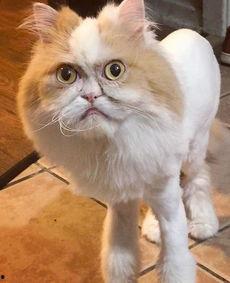 明星波斯猫,毛茸茸的明星，闪耀的时尚宠儿