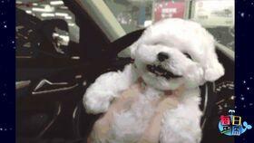 日本网红柴犬maru的店,萌宠魅力与生活美学完美融合