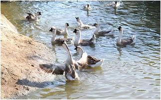 雁西湖周边网红吃什么,雁西湖周边网红美食大盘点