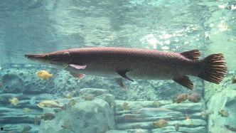 鳄雀鳝最新爆料新闻报道,最新爆料揭示潜在生态危机