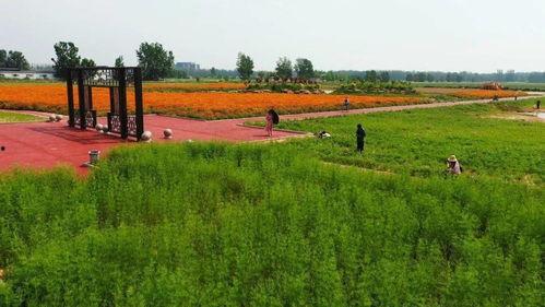 安庄村网红,网红助力下的乡村振兴新篇章