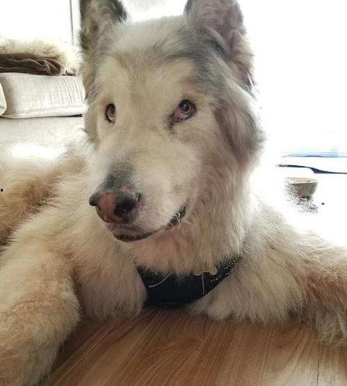 被害死的网红狗狗名字