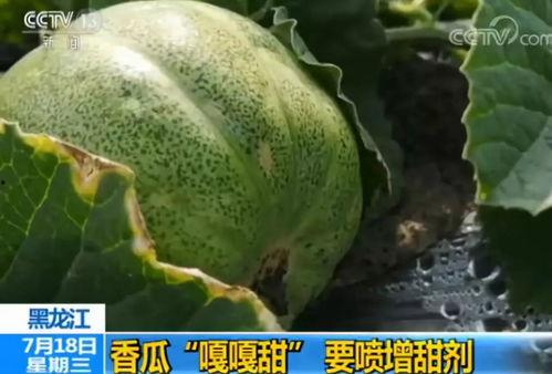 麻瓜吃甜瓜,一场甜蜜的味蕾邂逅