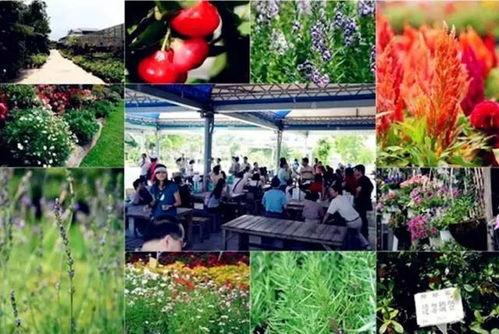 佛山网红休闲农场在哪里,佛山网红休闲农场探秘之旅