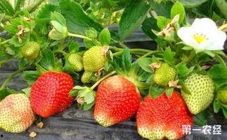 爆料种植草莓视频播放下载,播放量飙升，下载热潮席卷而来