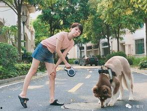 头条上打败猫的狗狗,挑战猫界霸主，成为新一代宠物明星