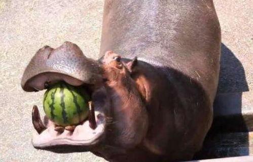 河马君带你吃瓜,揭秘娱乐圈那些事儿