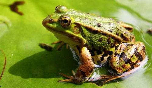 娱乐吃瓜酱青蛙,揭秘娱乐圈那些不为人知的幕后故事